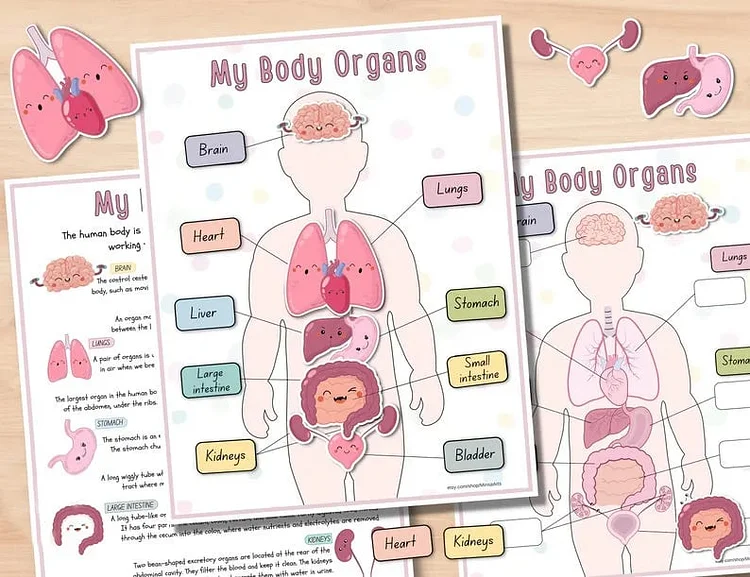 Human Anatomy Busy Book🔥BUY MORE SAVE MORE🔥