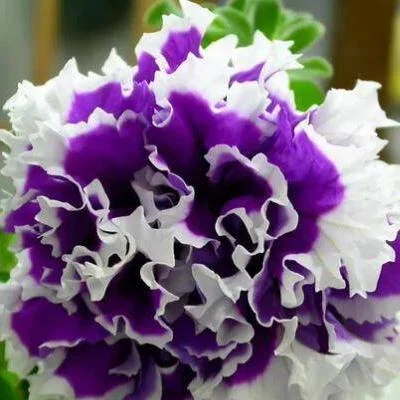 Park Seed Pirouette Red Petunia - Double Grandiflora With 3-4 Inch