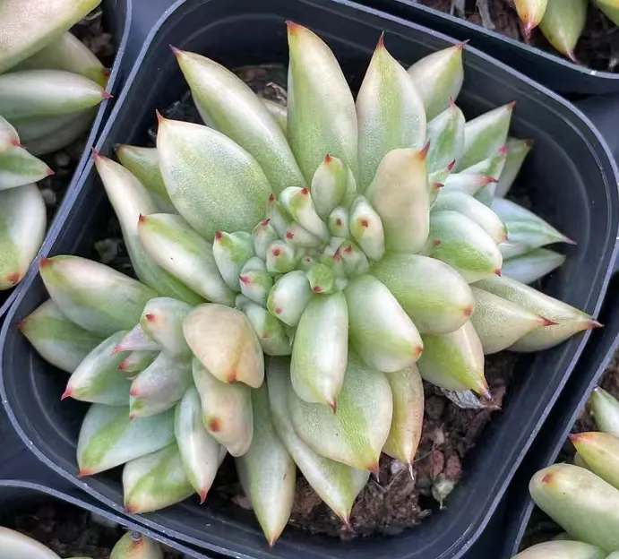 plant Aeonium Echeveria Haworthia  Caudex  Lithops Cactus  Agave 