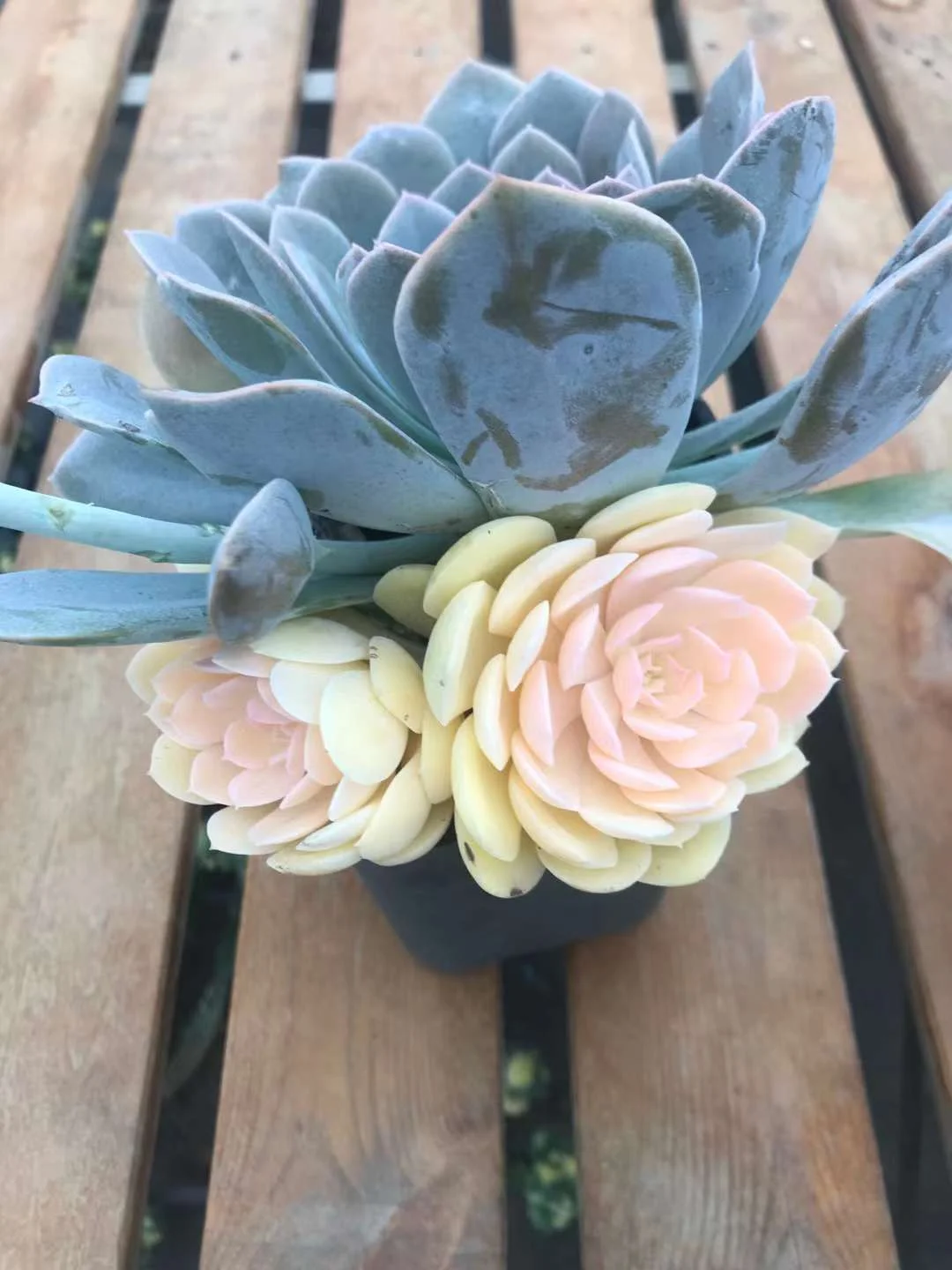 290.Echeveria Lu's variation cluster  / Echeveria / Succulent plants / Garden landscape / Carefully select healthy plants