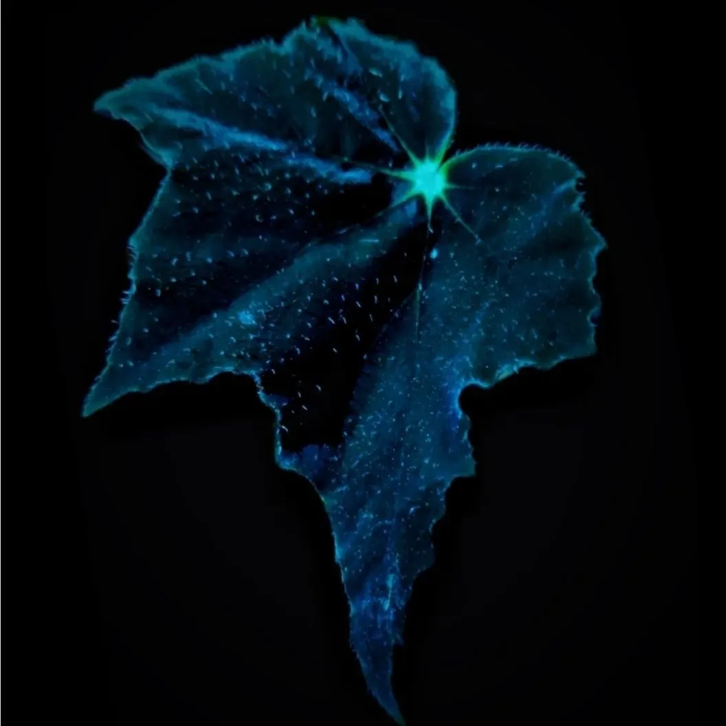Black Swan Begonia
