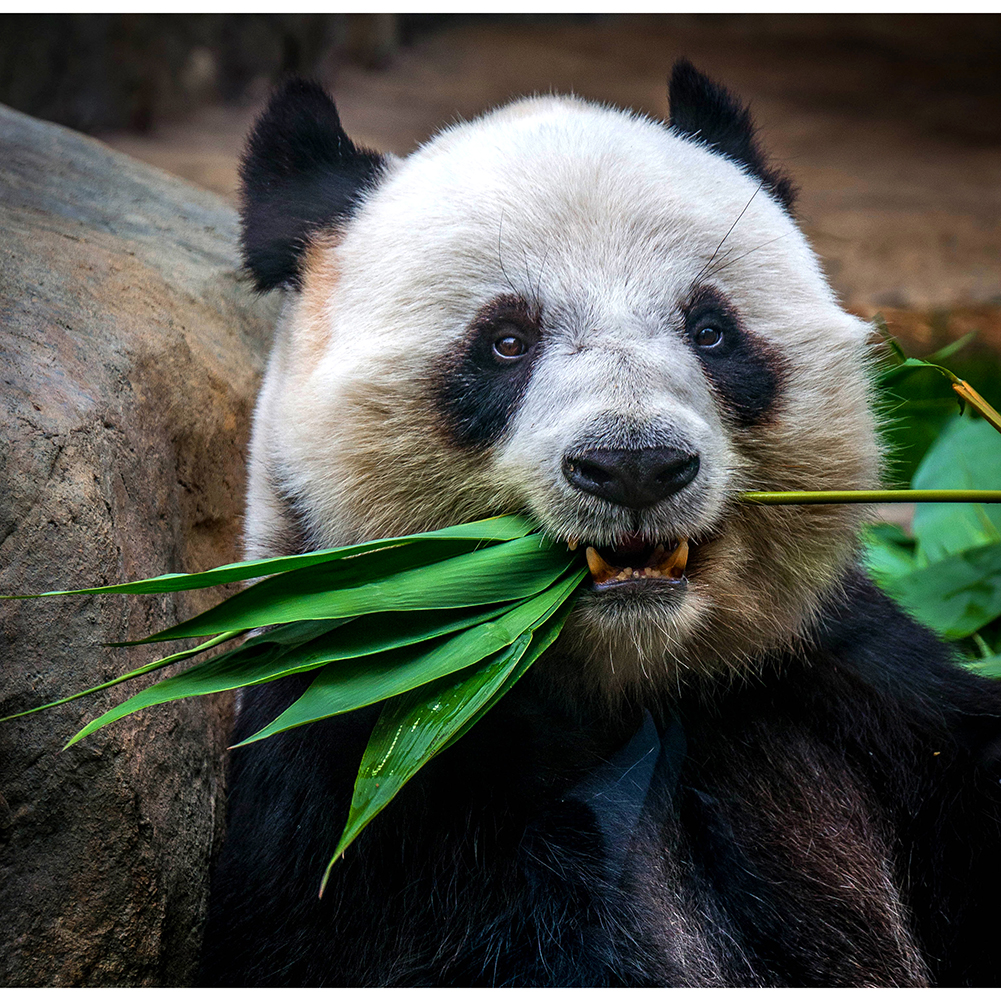 

Panda - 1000 Pieces Jigsaw Puzzle, 501 Original