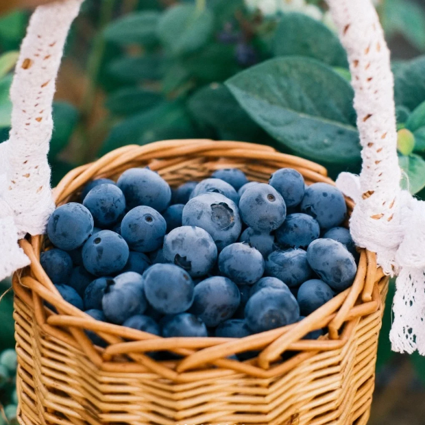 🫐 Sweet Ice Blueberry - Year-Round Harvest - Home Potted Plant - Balcony Backyard