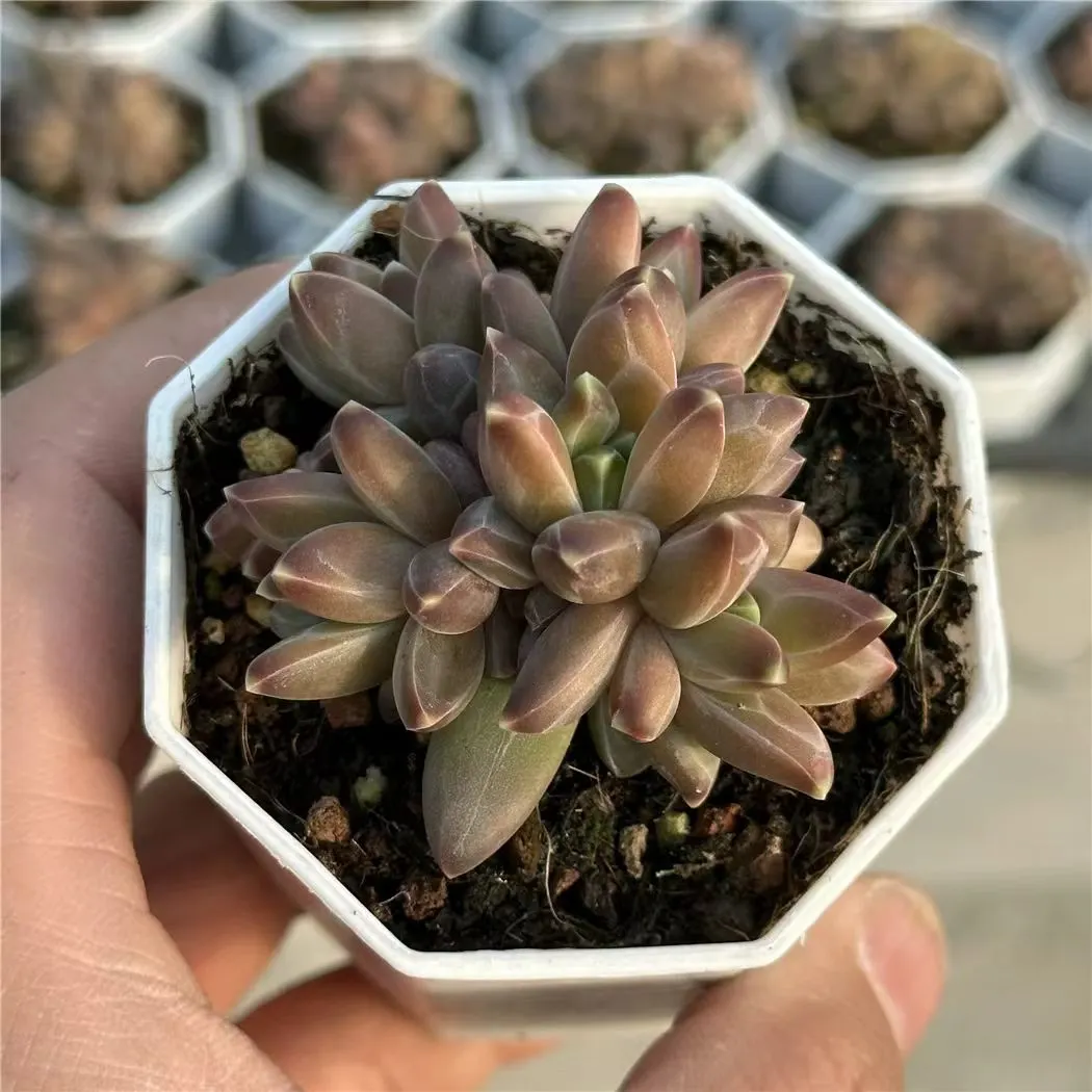 plant Aeonium Echeveria Haworthia  Caudex  Lithops Cactus  Agave 