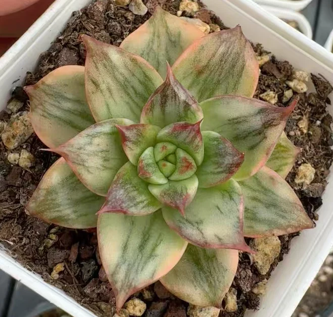 plant Aeonium Echeveria Haworthia  Caudex  Lithops Cactus  Agave 