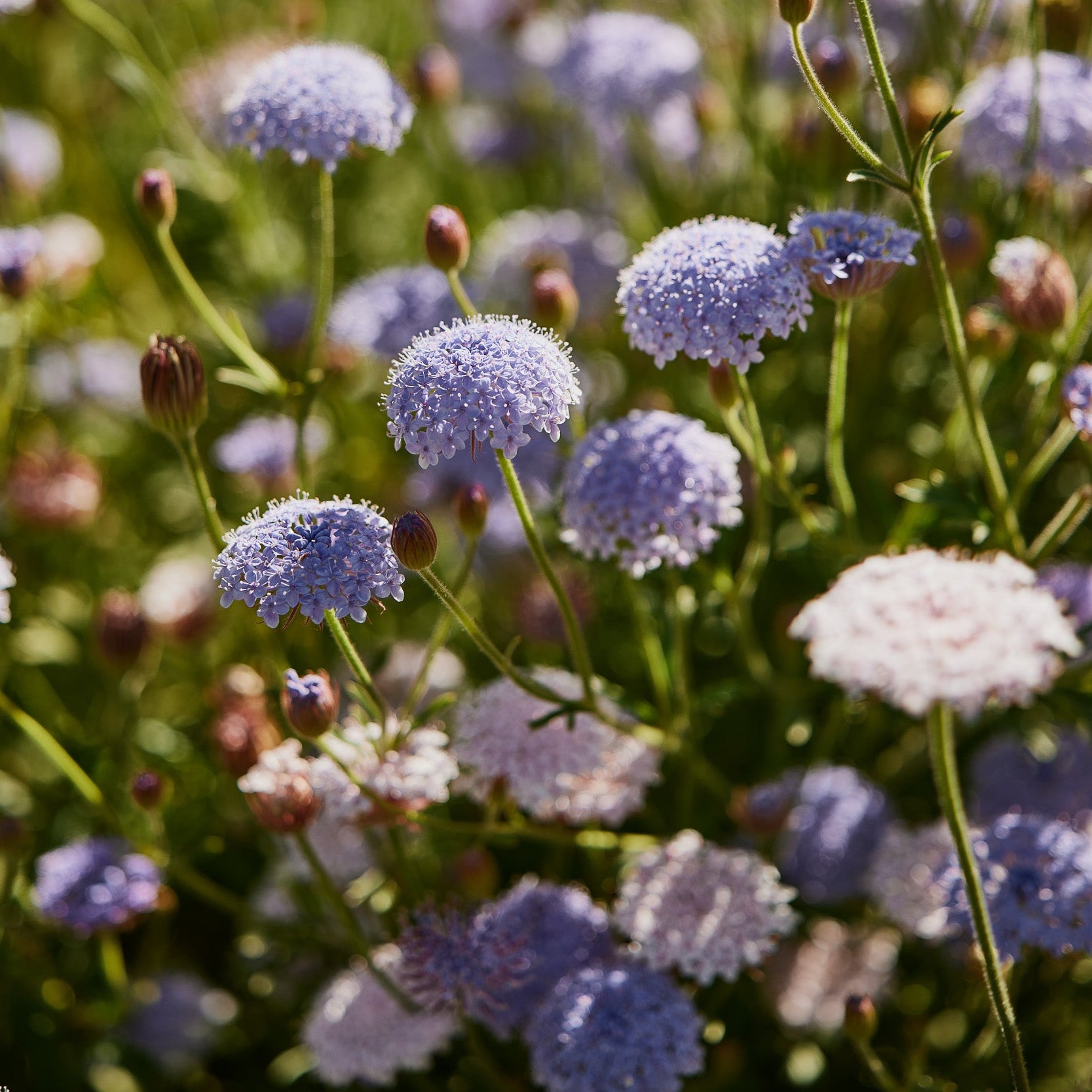 Didiscus Lacy Blue Flower (Rottnest Island Daisy) | X 50 Seeds