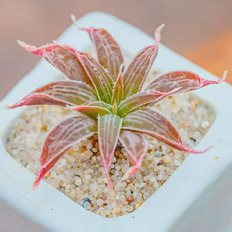 plant Aeonium Echeveria Haworthia  Caudex  Lithops Cactus  Agave 