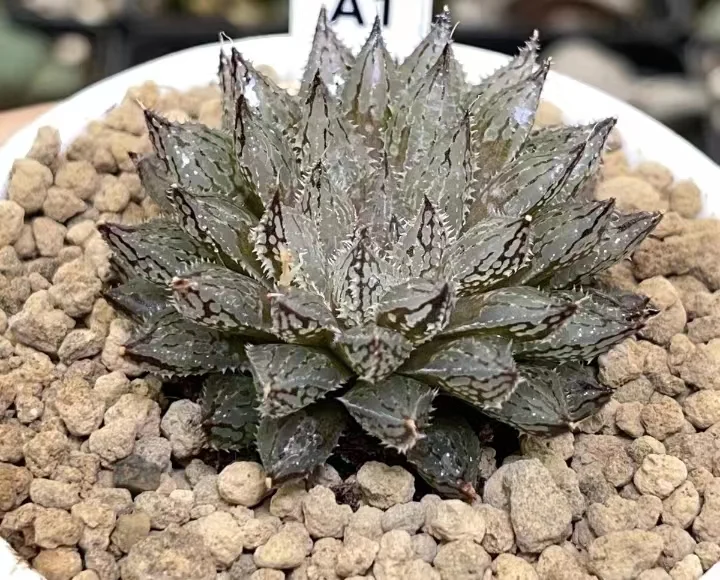 plant Aeonium Echeveria Haworthia  Caudex  Lithops Cactus  Agave 