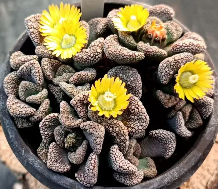 plant Aeonium Echeveria Haworthia  Caudex  Lithops Cactus  Agave 