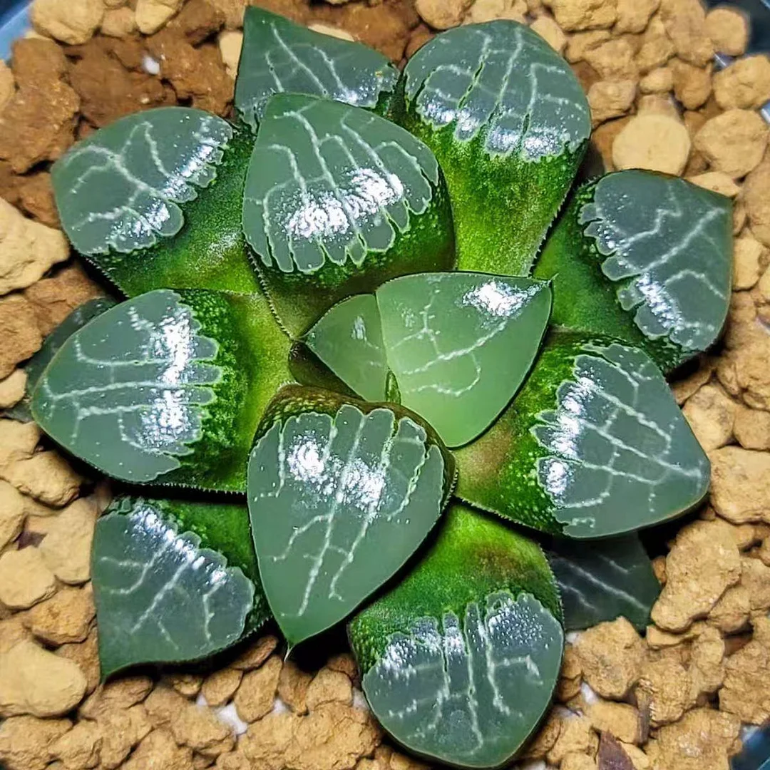 bjbm47.Haworthia RETUSA Moon Shadow 4-5cm/ Haworthia/ Succulent plants / Garden landscape / Carefully select healthy plants