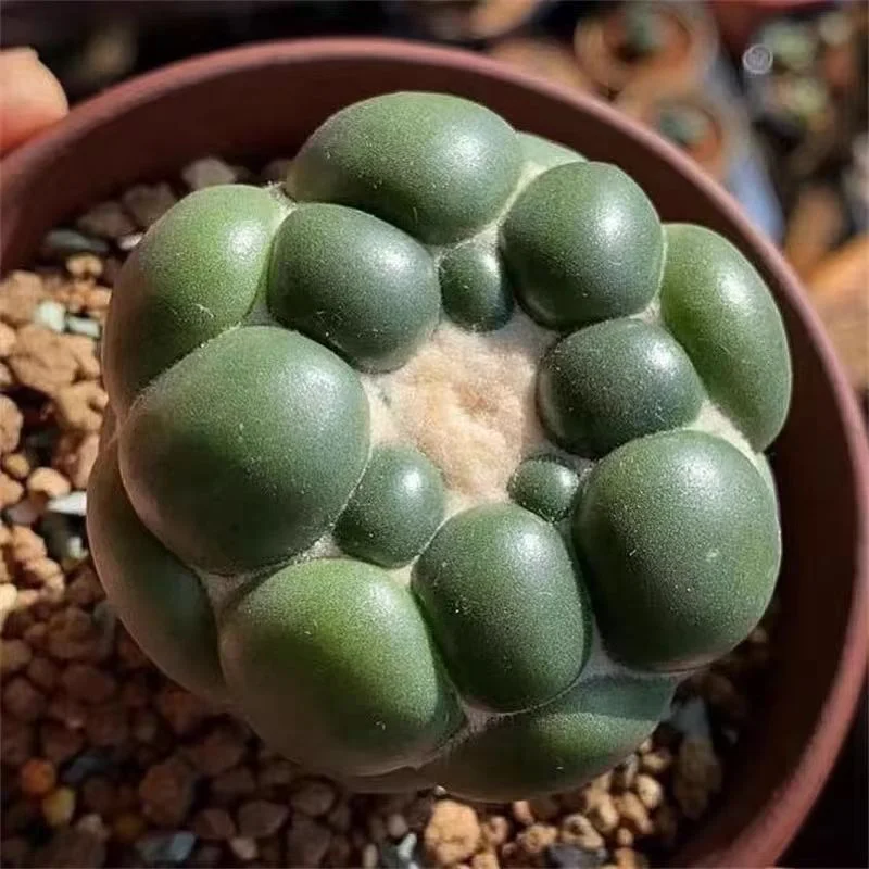 976.Coryphanta elephantidens Inermis  6cm cutting/ Cactus plants / Succulent plants / Garden landscape / Carefully select healthy plants