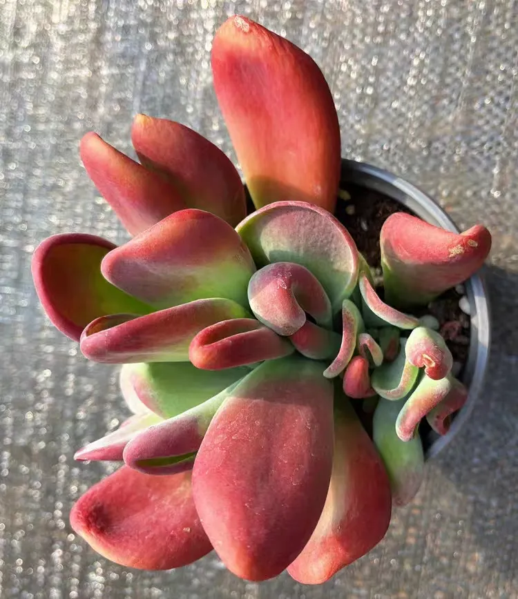plant Aeonium Echeveria Haworthia  Caudex  Lithops Cactus  Agave 