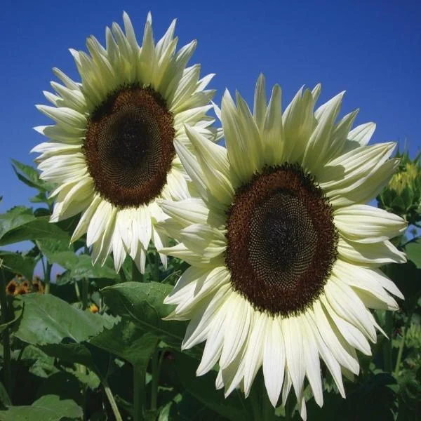 50 Pcs Italian White Sunflower Seeds