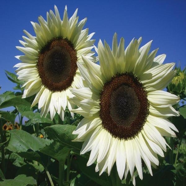 50 Pcs Italian White Sunflower Seeds