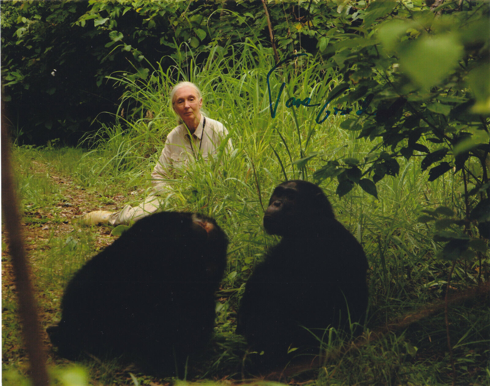 JANE GOODALL SIGNED AUTOGRAPH CHIMPANZEES 8X10 Photo Poster painting COA PROOF #2