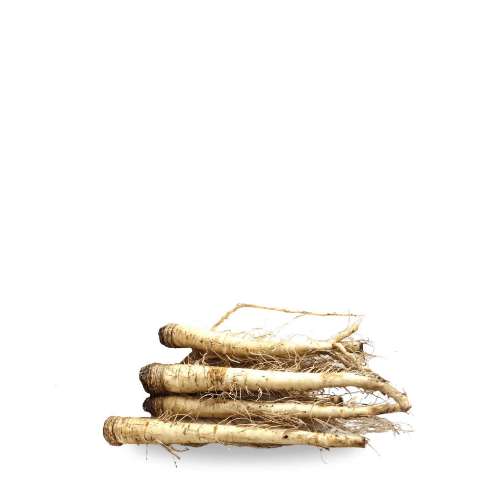 Heirloom Salsify Seeds &ndash; White Variety