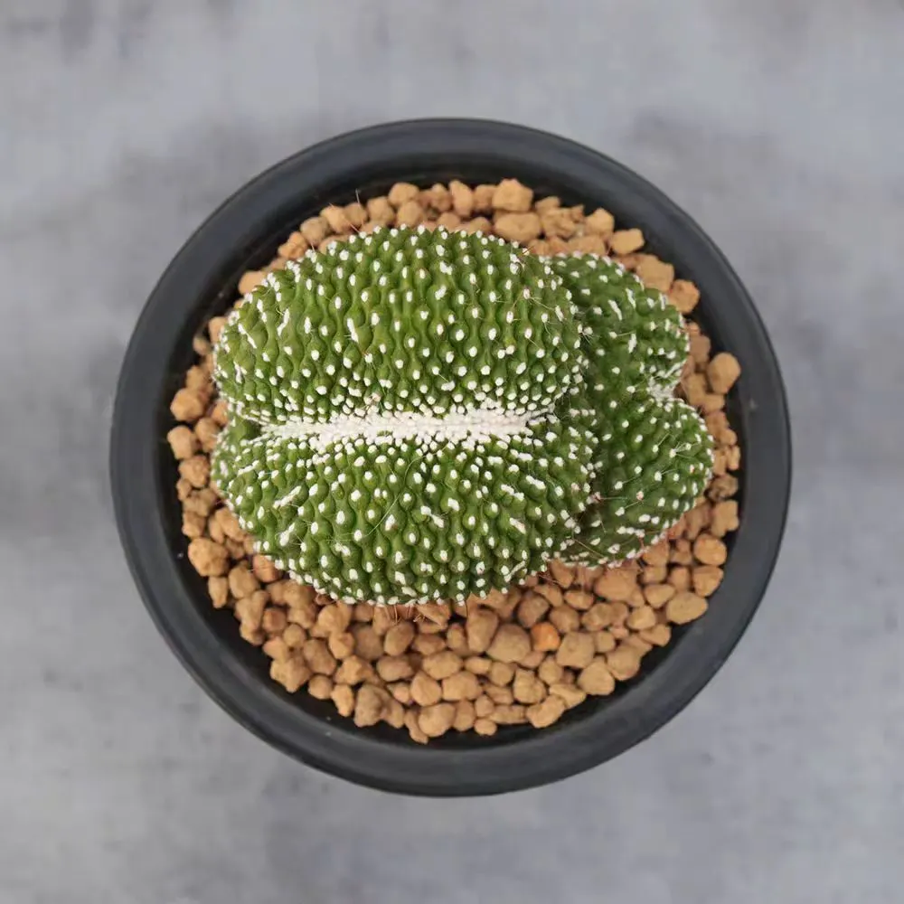 plant Aeonium Echeveria Haworthia  Caudex  Lithops Cactus  Agave 