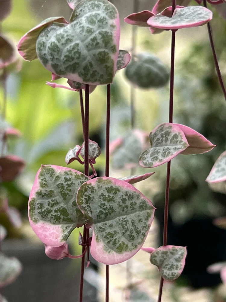 Variegated String of Hearts Starter Plants pink plant