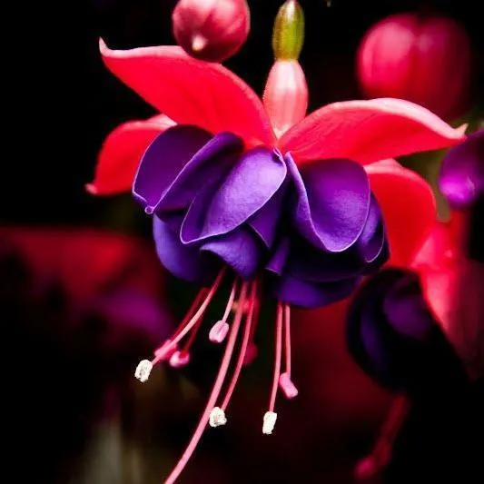🧚🏼Fuchsia Flowers Seeds-Dancing Elf🪴Bonsai