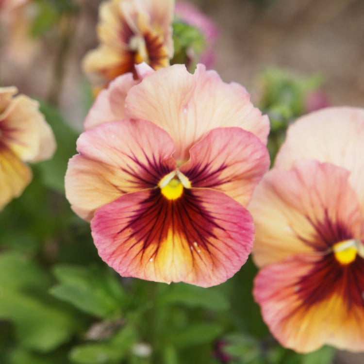 Viola Pansy Chianti Mixed Flower | X 30 Seeds