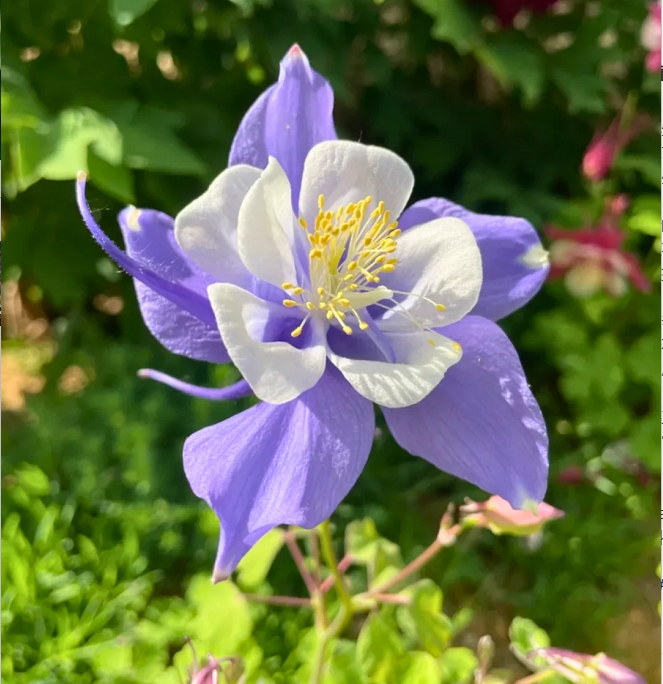 Columbine Seeds - Macana Giant Mix