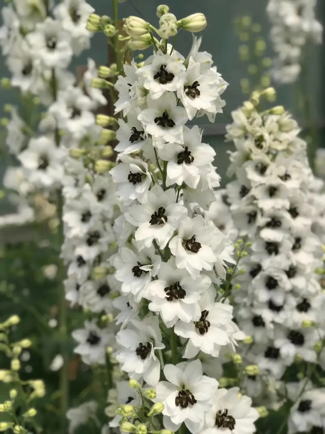 Delphinium Seeds-Mixed 7 Colors