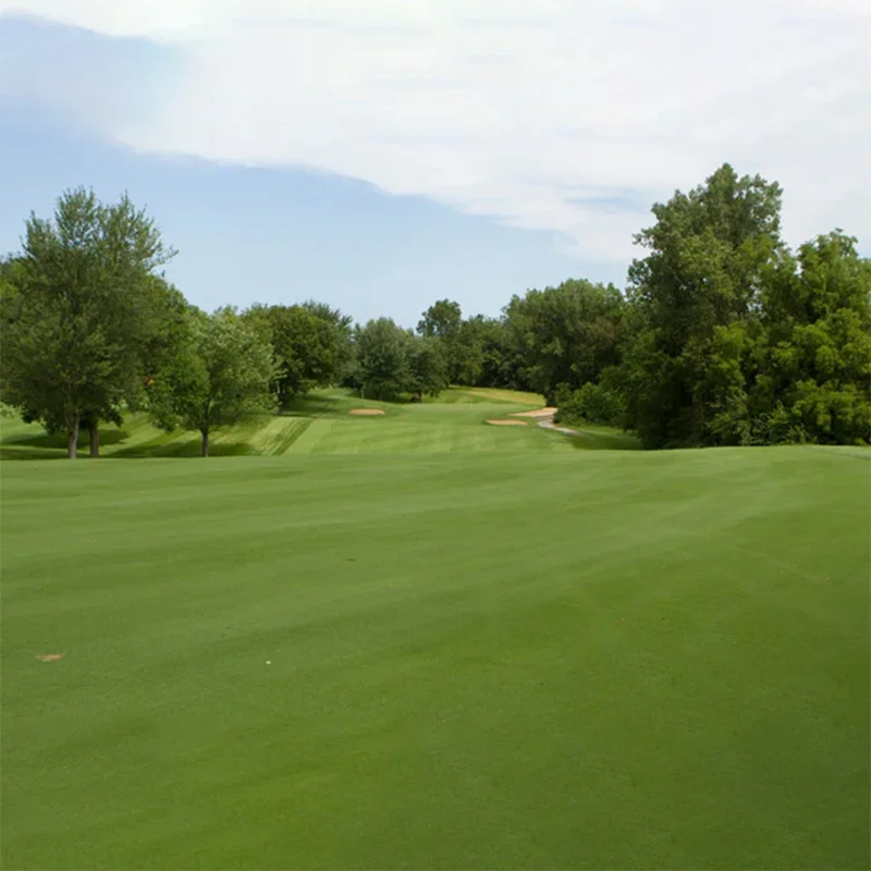 Crystal Bluelinks Bent Grass