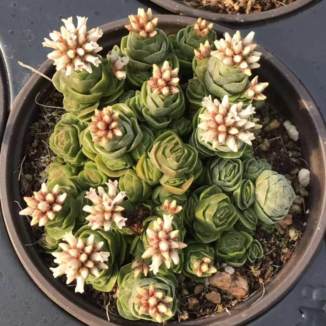 556. Echeveria  Crassula Emerald. cluster 7-9cm/ Echeveria /Succulent plants / Garden landscape / Carefully select healthy plants
