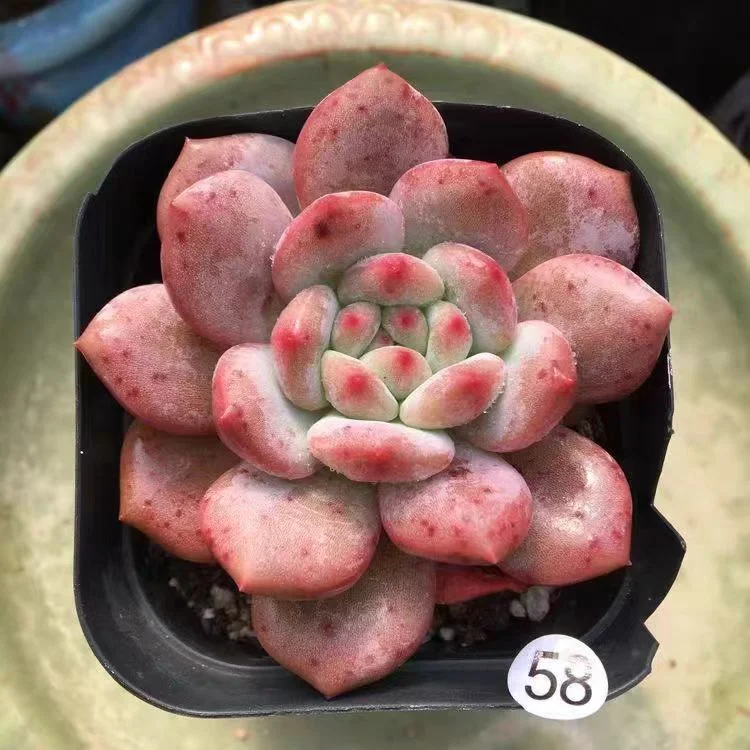 plant Aeonium Echeveria Haworthia  Caudex  Lithops Cactus  Agave 