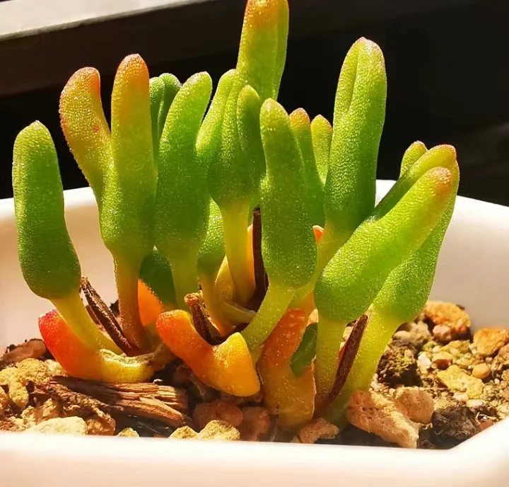 plant Aeonium Echeveria Haworthia  Caudex  Lithops Cactus  Agave 