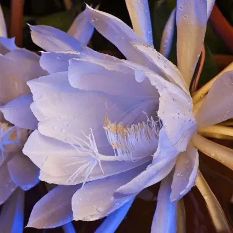 thumbnail image 2 of Red Epiphyllum Flower Seeds - 50 Pcs 2 of 14