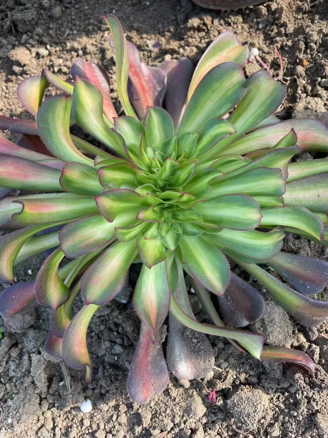 plant Aeonium Echeveria Haworthia  Caudex  Lithops Cactus  Agave 