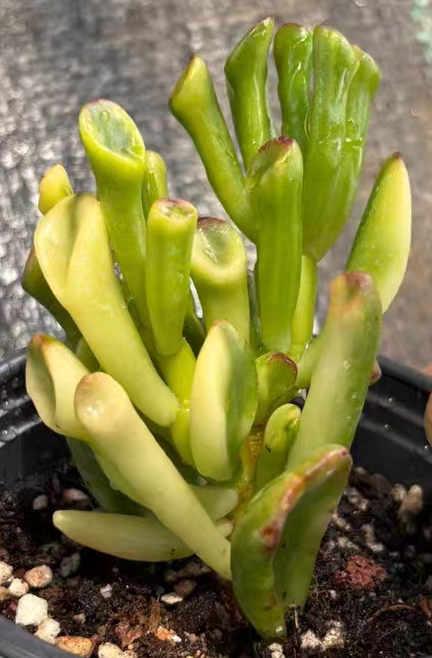 plant Aeonium Echeveria Haworthia  Caudex  Lithops Cactus  Agave 