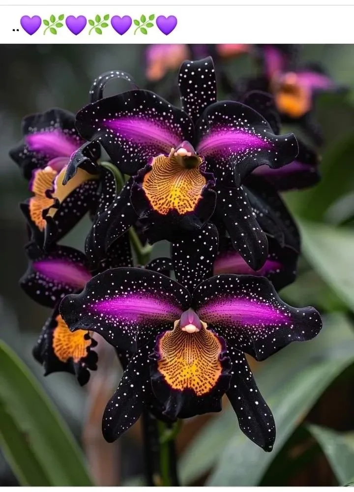 🔥【Limited Time Sale】🌺Iris Bulbs - Rare Species(#23)