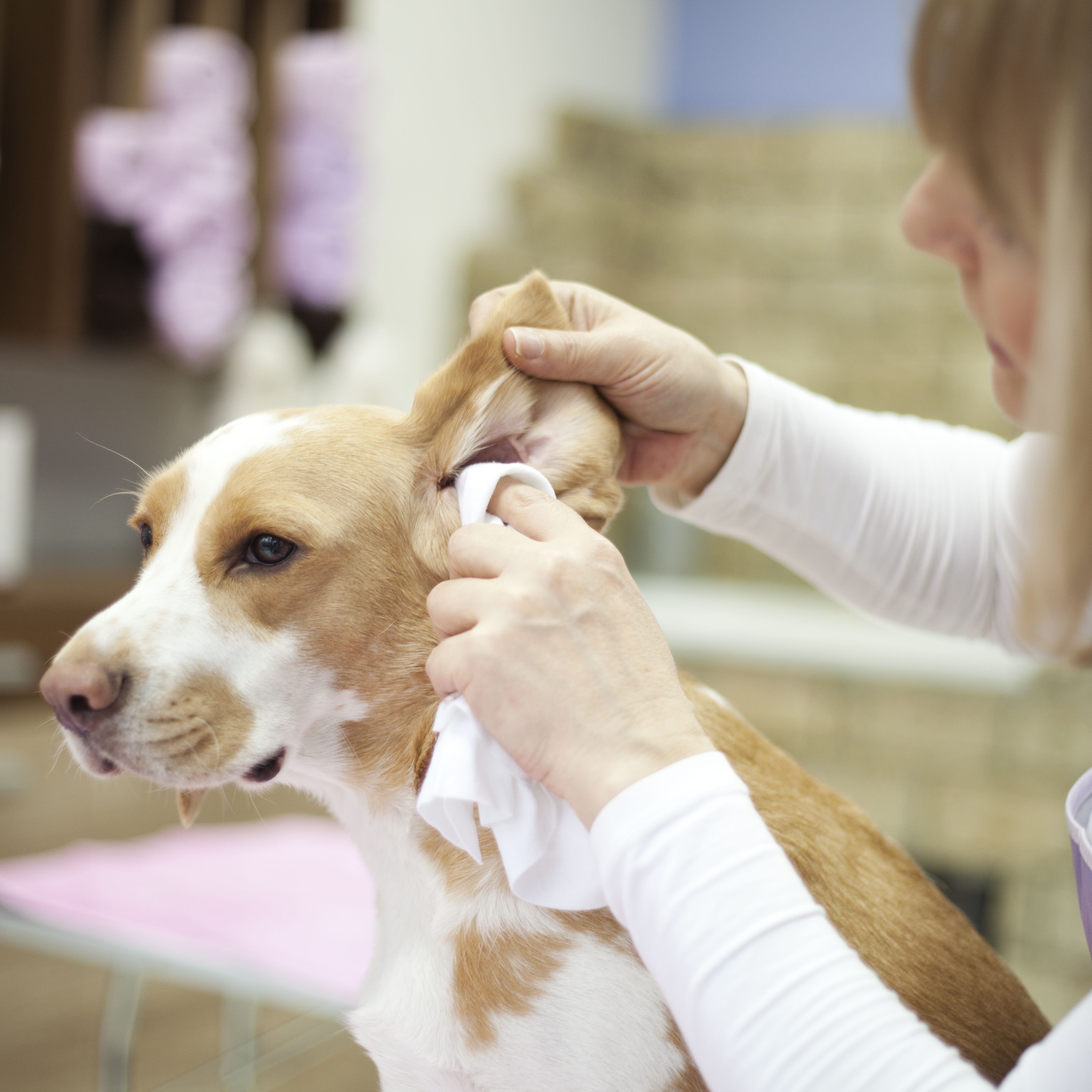 How to Clean Your Dog's Ears