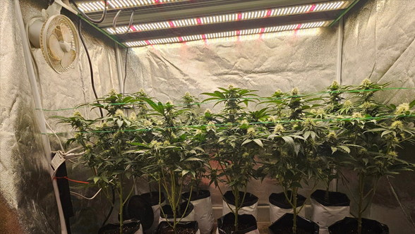 Shedding Light on Indoor Cultivation: Uncovering the Compatibility of the Growling720 LED Grow Light