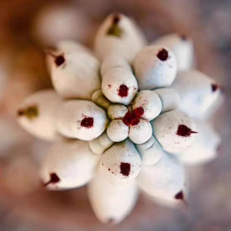 plant Aeonium Echeveria Haworthia  Caudex  Lithops Cactus  Agave 