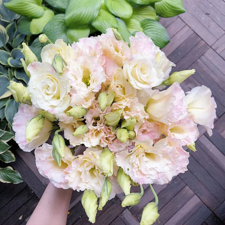 💐Lisianthus - A Sincere and Immutable Love