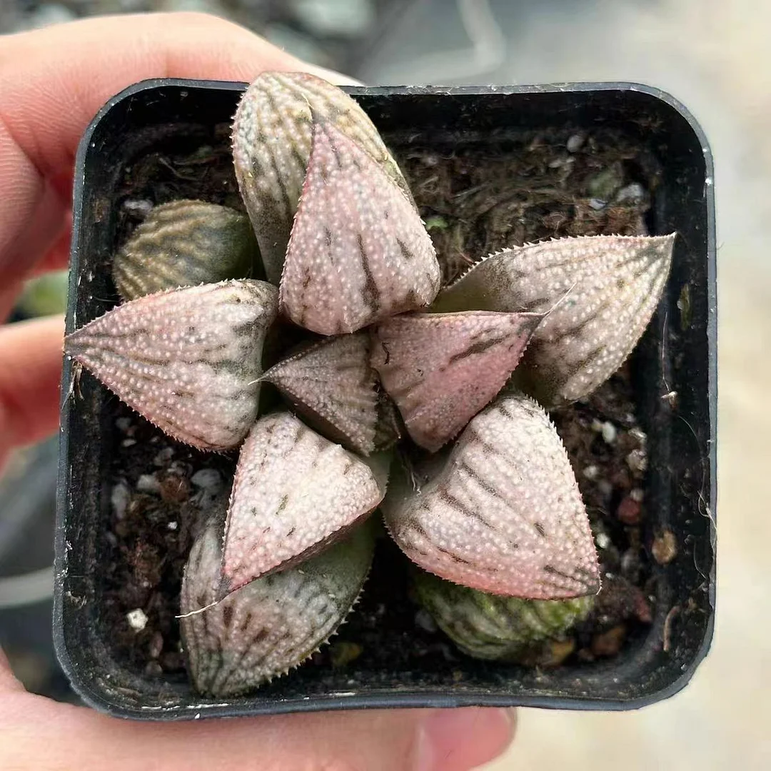 plant Aeonium Echeveria Haworthia  Caudex  Lithops Cactus  Agave 