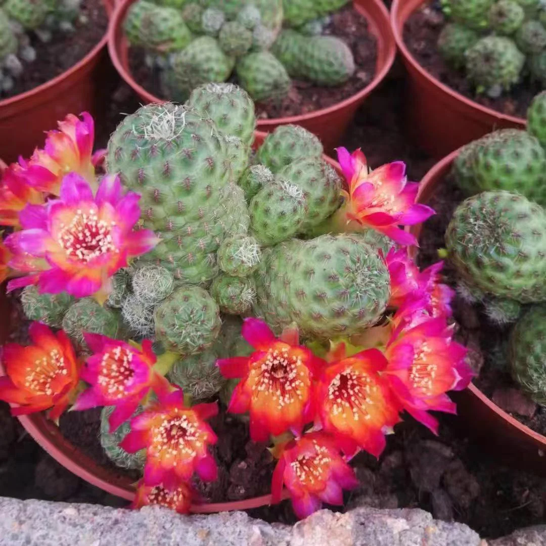 plant Aeonium Echeveria Haworthia  Caudex  Lithops Cactus  Agave 