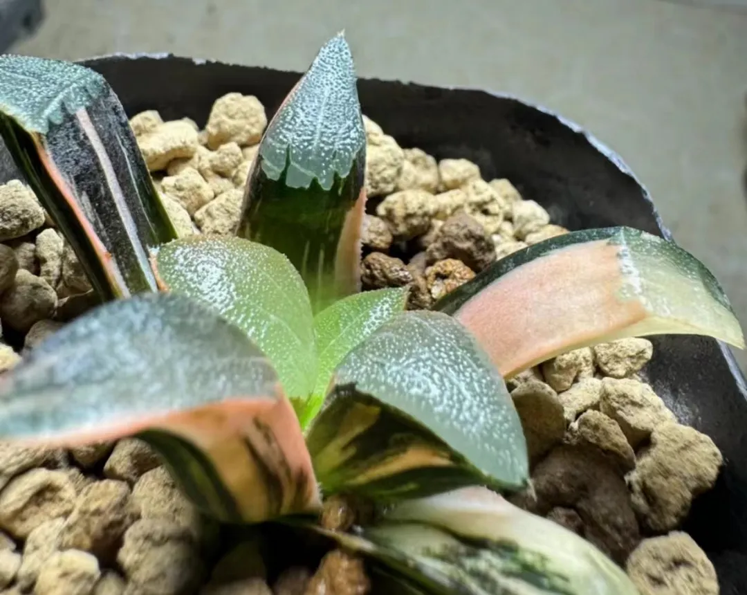 plant Aeonium Echeveria Haworthia  Caudex  Lithops Cactus  Agave 