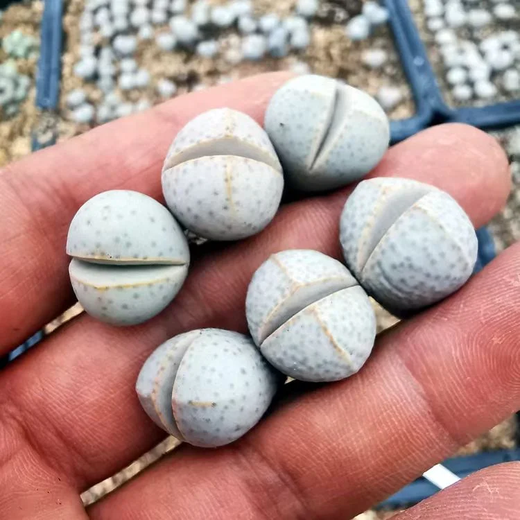 plant Aeonium Echeveria Haworthia  Caudex  Lithops Cactus  Agave 