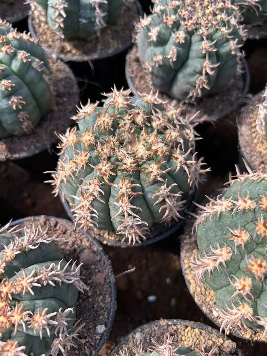 plant Aeonium Echeveria Haworthia  Caudex  Lithops Cactus  Agave 