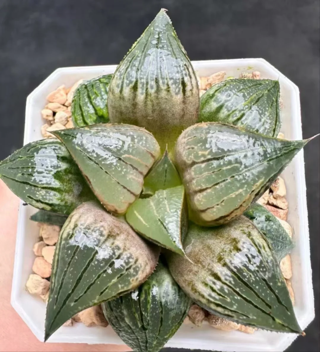 1166.Haworthia Pattaya sp 3-4cm/Haworthia/ Succulent plants / Garden landscape / Carefully select healthy plants