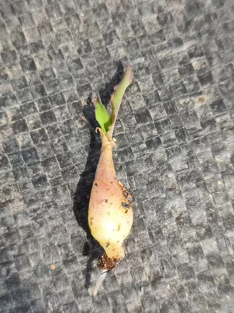 plant Aeonium Echeveria Haworthia  Caudex  Lithops Cactus  Agave 