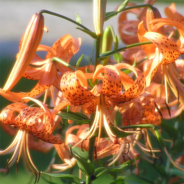 Old-Favorite Tiger Lily Seeds