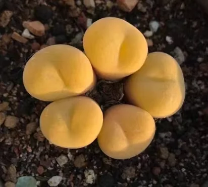 plant Aeonium Echeveria Haworthia  Caudex  Lithops Cactus  Agave 