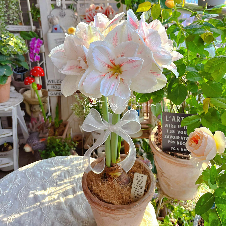 Amaryllis Bulbs - Easy-Care Pink Wax with White/Pink Blooms