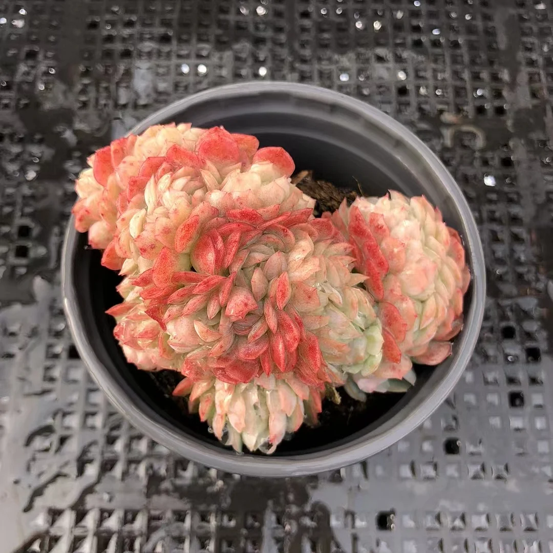 233.  Rouge Berry crested 5-7cm/  Echeveria / Succulent plants / Garden landscape / Carefully select healthy plants