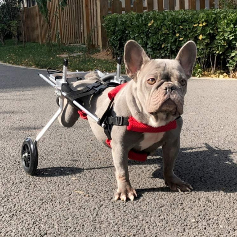 Dog Wheelchair